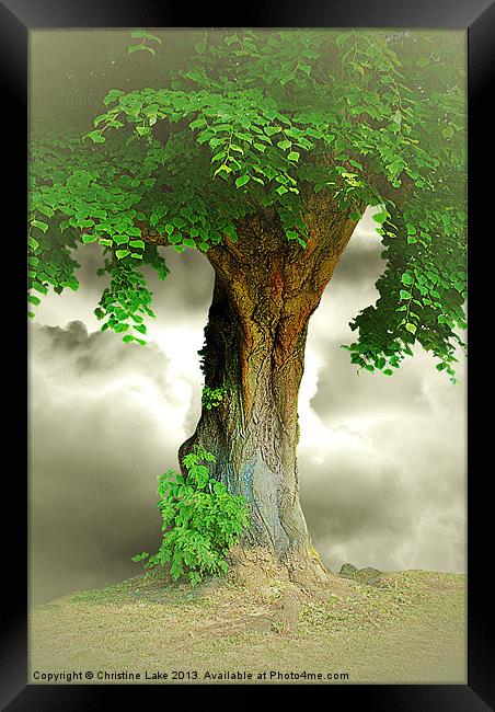 Lonely Tree Framed Print by Christine Lake
