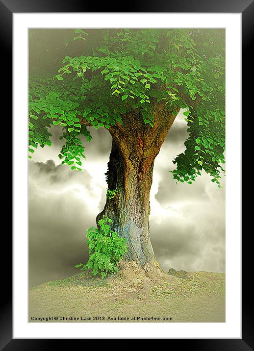 Lonely Tree Framed Mounted Print by Christine Lake