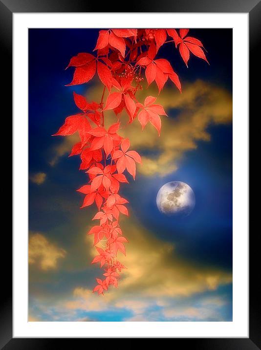 Enchanted Evening Framed Mounted Print by Christine Lake