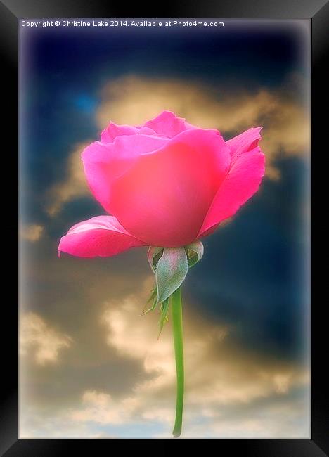 Pink Rose Framed Print by Christine Lake