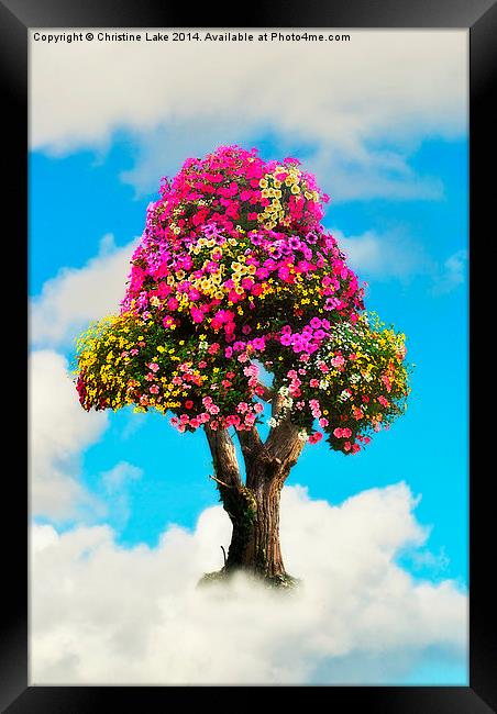 The Summer Tree Framed Print by Christine Lake