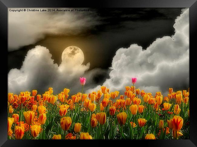 Tip Toe Through the Tulips Framed Print by Christine Lake
