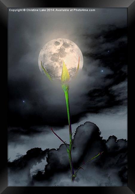 Moon Flower Framed Print by Christine Lake
