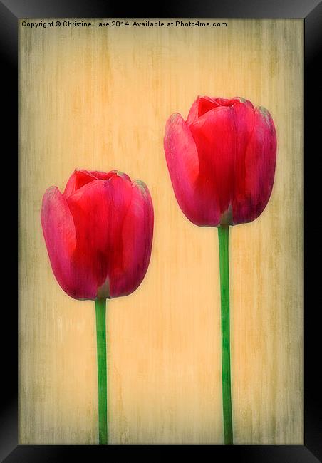 Spring Tulips Framed Print by Christine Lake