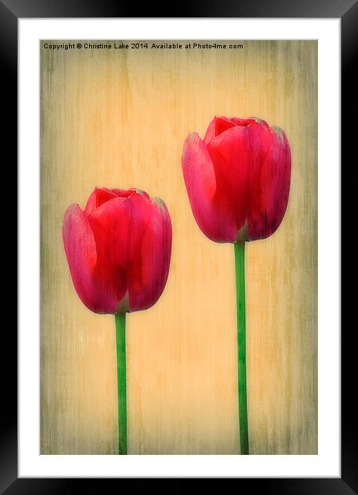 Spring Tulips Framed Mounted Print by Christine Lake