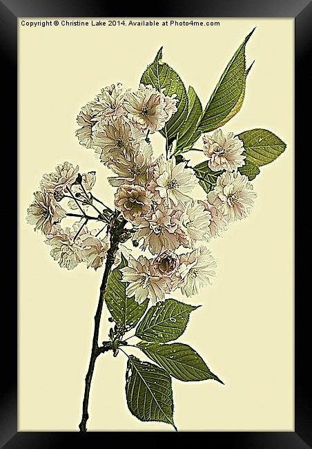 May Blossom Framed Print by Christine Lake