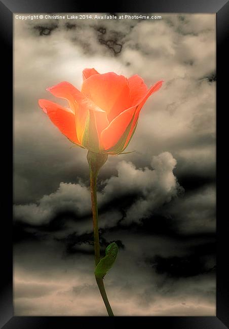 Rose With a Glow Framed Print by Christine Lake