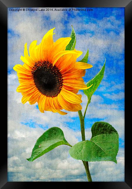 Sunflower  Framed Print by Christine Lake