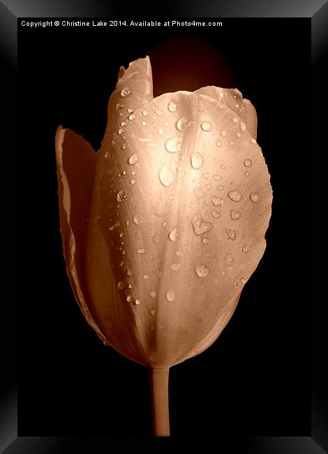  Tulip in Sepia Framed Print by Christine Lake