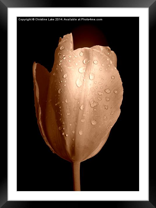  Tulip in Sepia Framed Mounted Print by Christine Lake