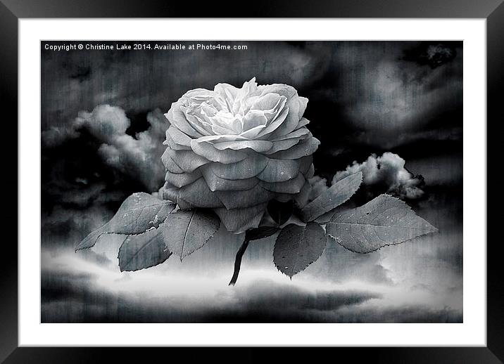 Rose Monday  Framed Mounted Print by Christine Lake