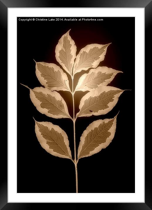  Leaves in Sepia Framed Mounted Print by Christine Lake