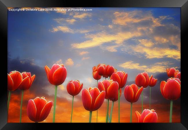  Tulip Sunset Framed Print by Christine Lake