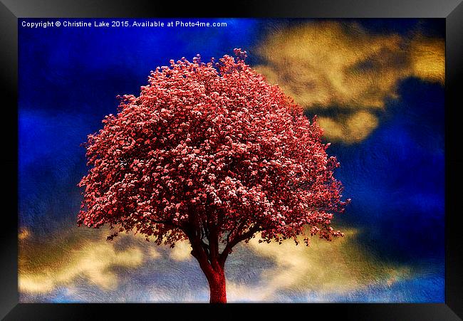  Tree In Red Framed Print by Christine Lake