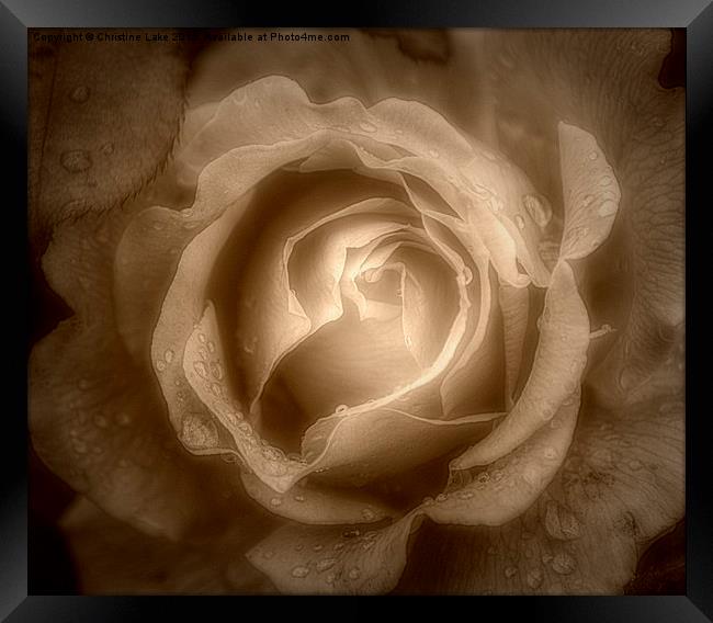  Raindrops on Roses 2 Framed Print by Christine Lake