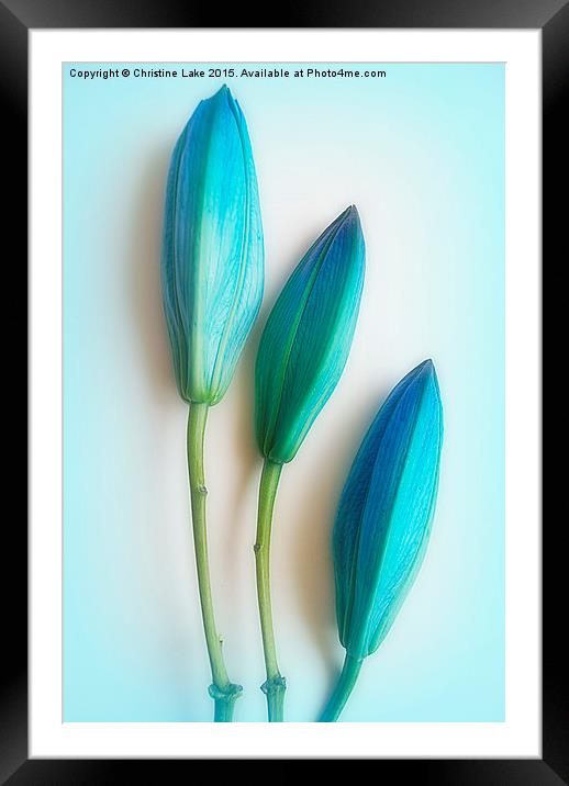  Baby Blues Framed Mounted Print by Christine Lake