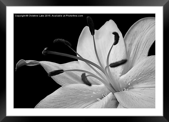  LILY Framed Mounted Print by Christine Lake