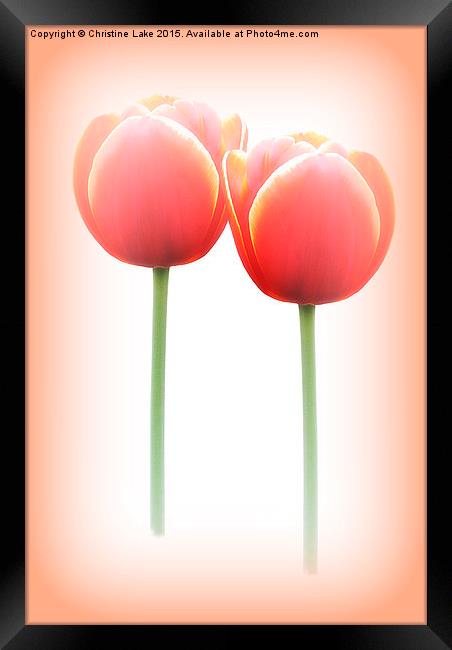  Tulip Dreams Framed Print by Christine Lake