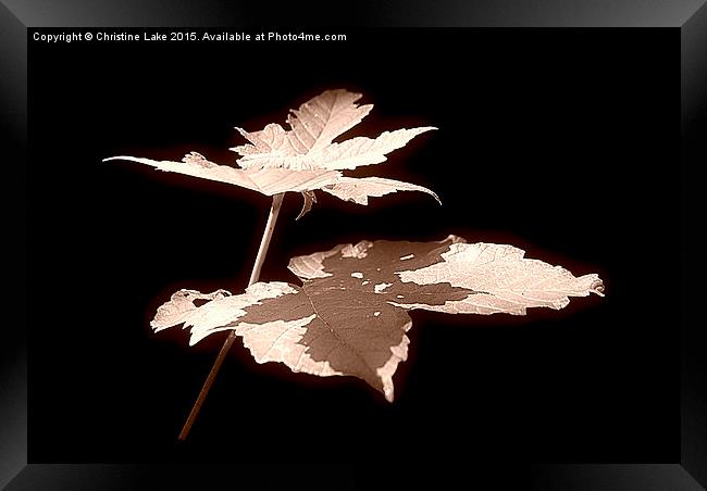  Natures Shadow Framed Print by Christine Lake