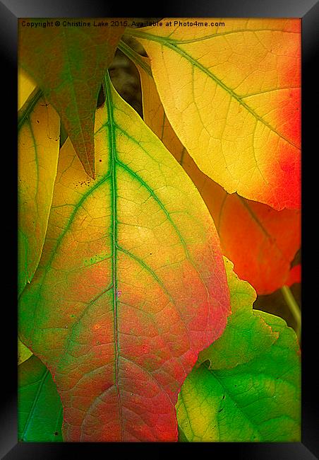  A Song For Autumn Framed Print by Christine Lake