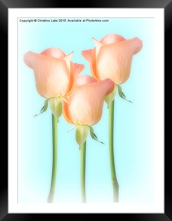  Simply Roses Framed Mounted Print by Christine Lake