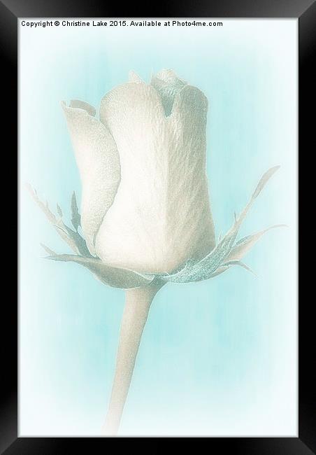  Ice Cold Rose Framed Print by Christine Lake