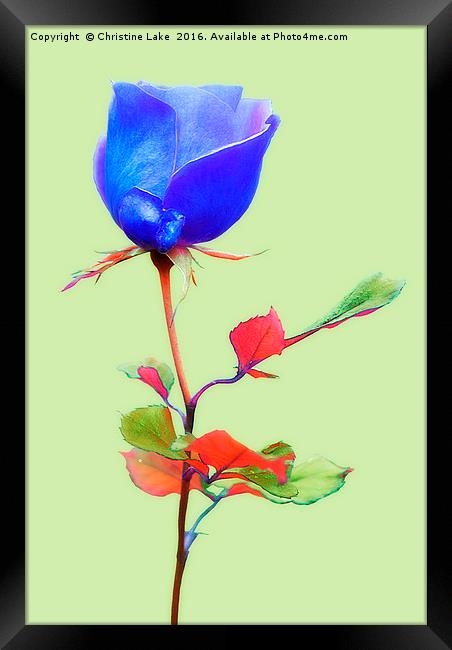 Bluerose Framed Print by Christine Lake