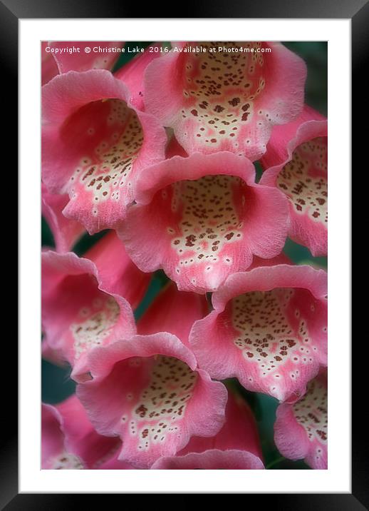 Pretty In Pink Framed Mounted Print by Christine Lake