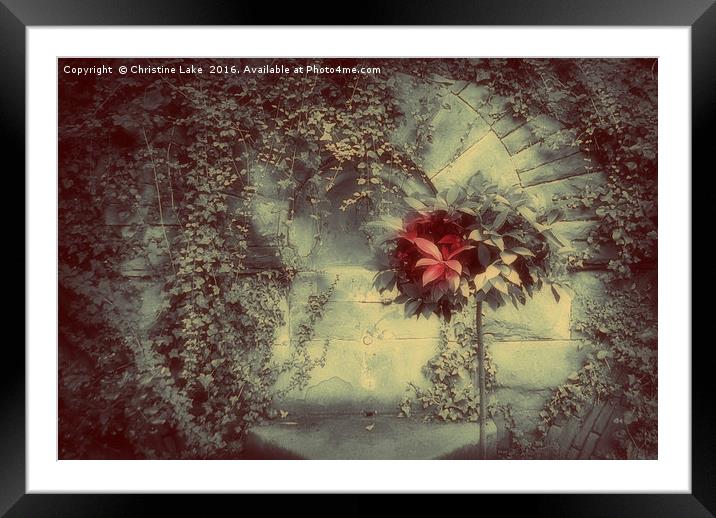 I Never Promised You A Rose Garden Framed Mounted Print by Christine Lake
