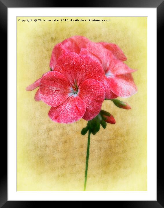 Bloom In Red Framed Mounted Print by Christine Lake