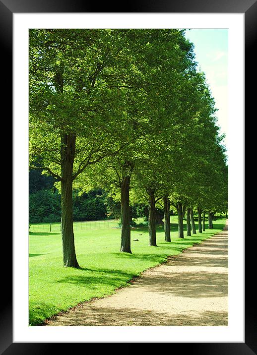 Line of Green Framed Mounted Print by Christine Lake