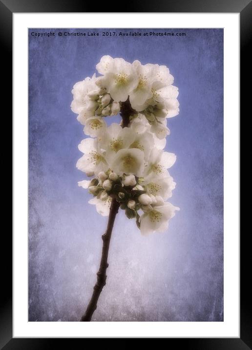Spring Blossom 2 Framed Mounted Print by Christine Lake
