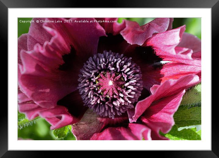 Heart Of A Poppy Framed Mounted Print by Christine Lake