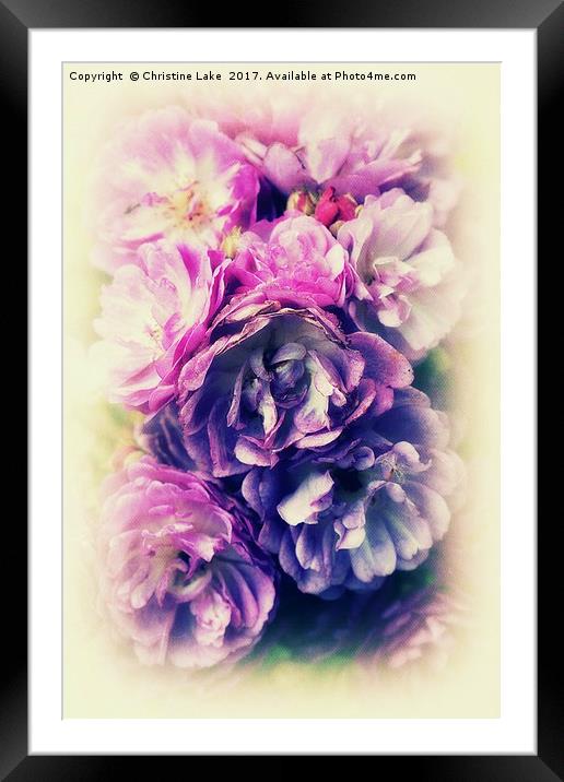 Floral Extravaganza Framed Mounted Print by Christine Lake