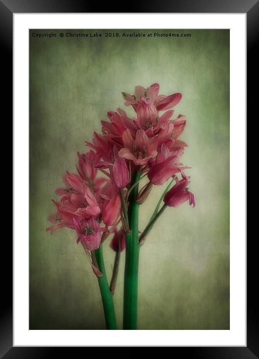 Vintage Bluebells In Pink Framed Mounted Print by Christine Lake