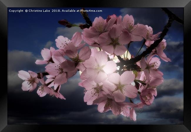 Blossom In Moonlight Framed Print by Christine Lake