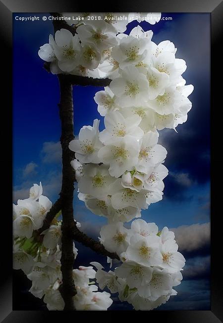 Night Blossom Framed Print by Christine Lake