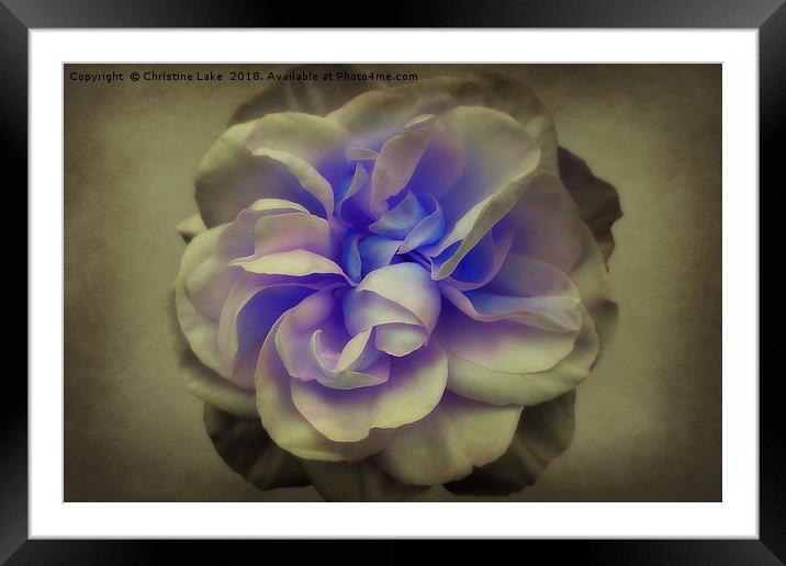 Heart Of A Rose Framed Mounted Print by Christine Lake