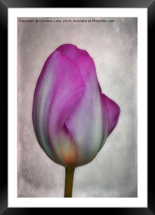 Tulip Framed Mounted Print by Christine Lake