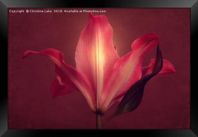 Lily With Mulled Wine Tones 2 Framed Print by Christine Lake