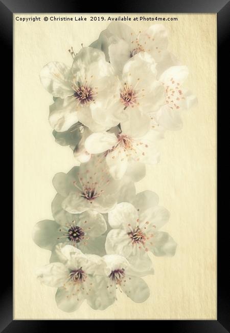 First Blossom Framed Print by Christine Lake