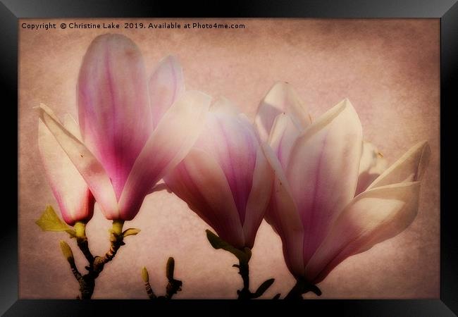 Spring Magnolia Framed Print by Christine Lake