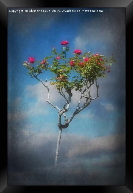 Rose Tree Framed Print by Christine Lake