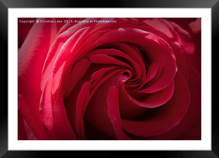 Rose In Red Framed Mounted Print by Christine Lake