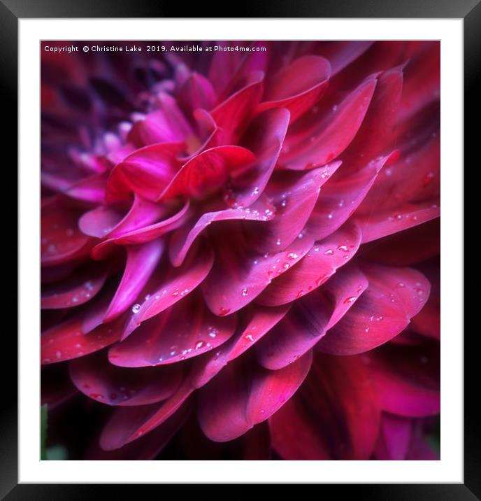Raindrops On Floral Pink Framed Mounted Print by Christine Lake