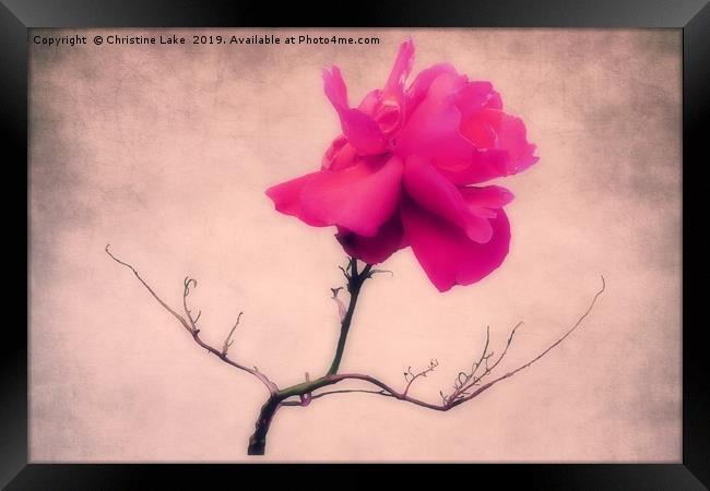 Simply Rose Framed Print by Christine Lake