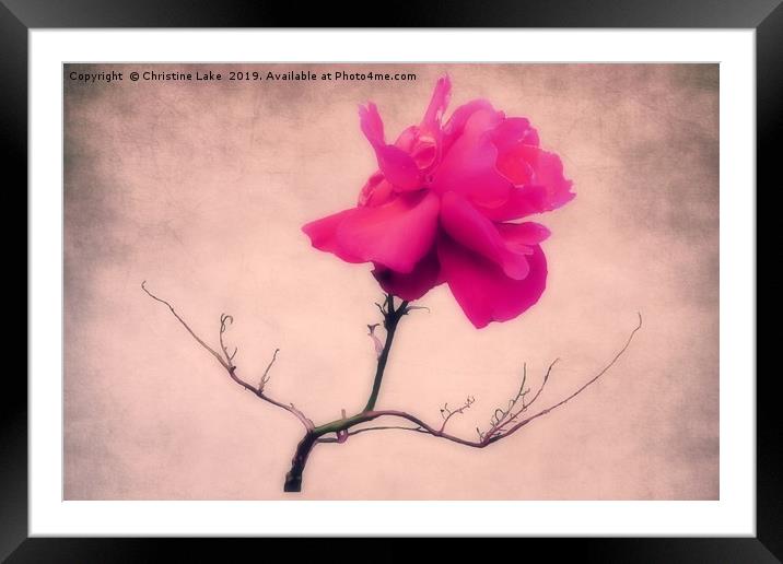 Simply Rose Framed Mounted Print by Christine Lake