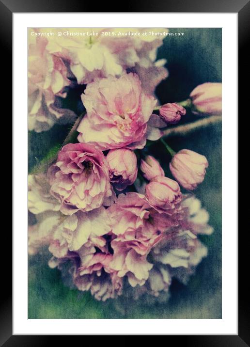 Vintage Blossom Framed Mounted Print by Christine Lake