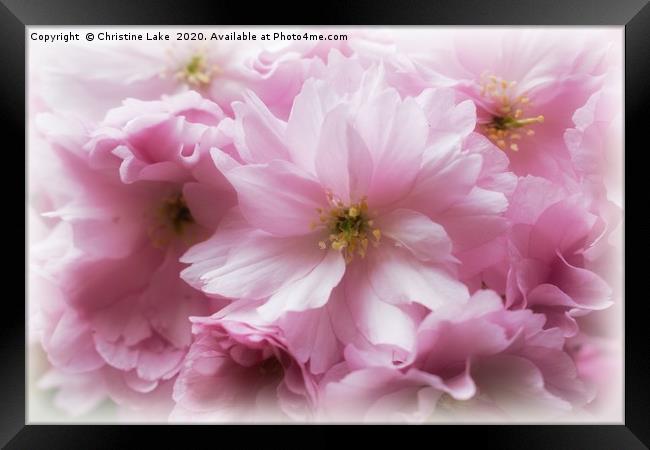 Spring In The Pink Framed Print by Christine Lake