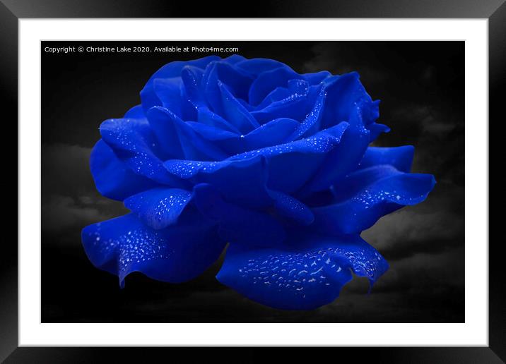 Rose Blue Framed Mounted Print by Christine Lake